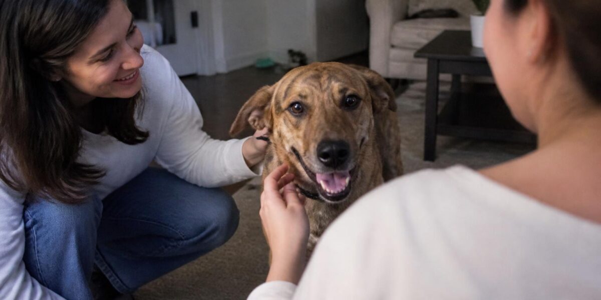 No-Kill Shelter: What That Term Actually Means