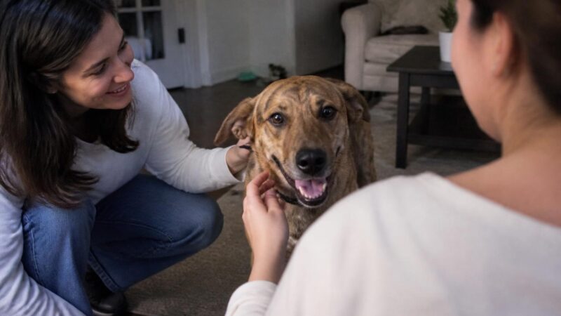 No-Kill Shelter: What That Term Actually Means