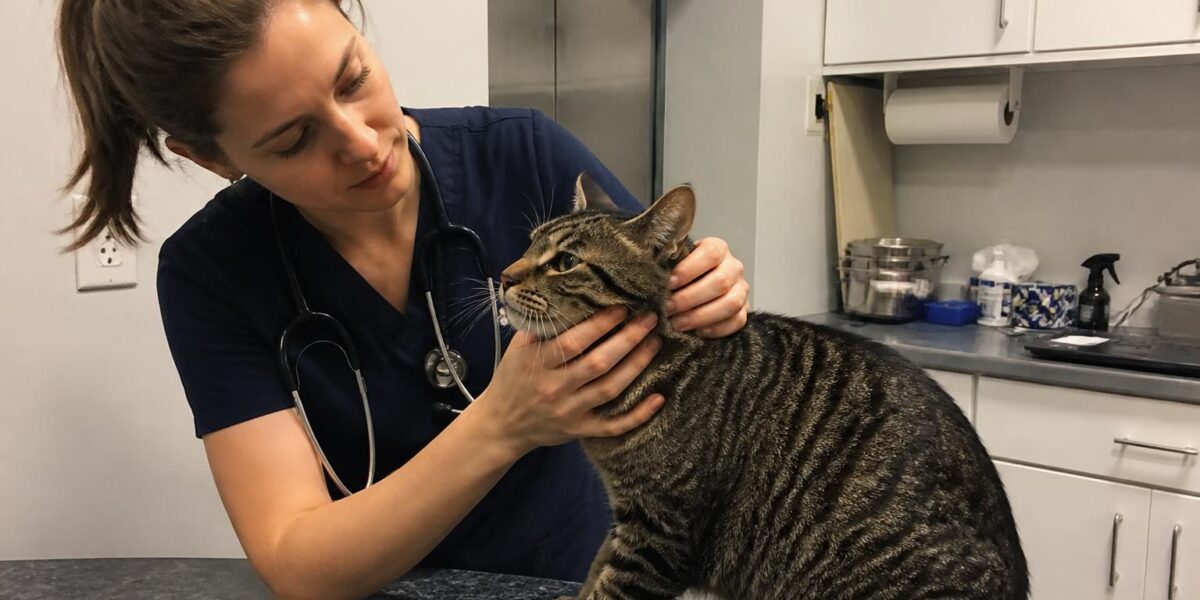 Noise Phobia in Cats: Thunderstorm and Firework Anxiety Trea