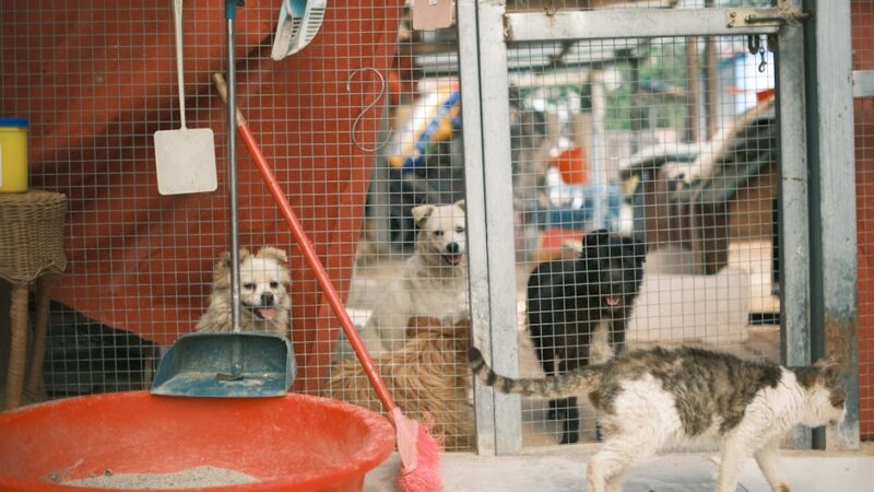 A heartwarming scene of dogs and a cat in a shelter environment with cages.