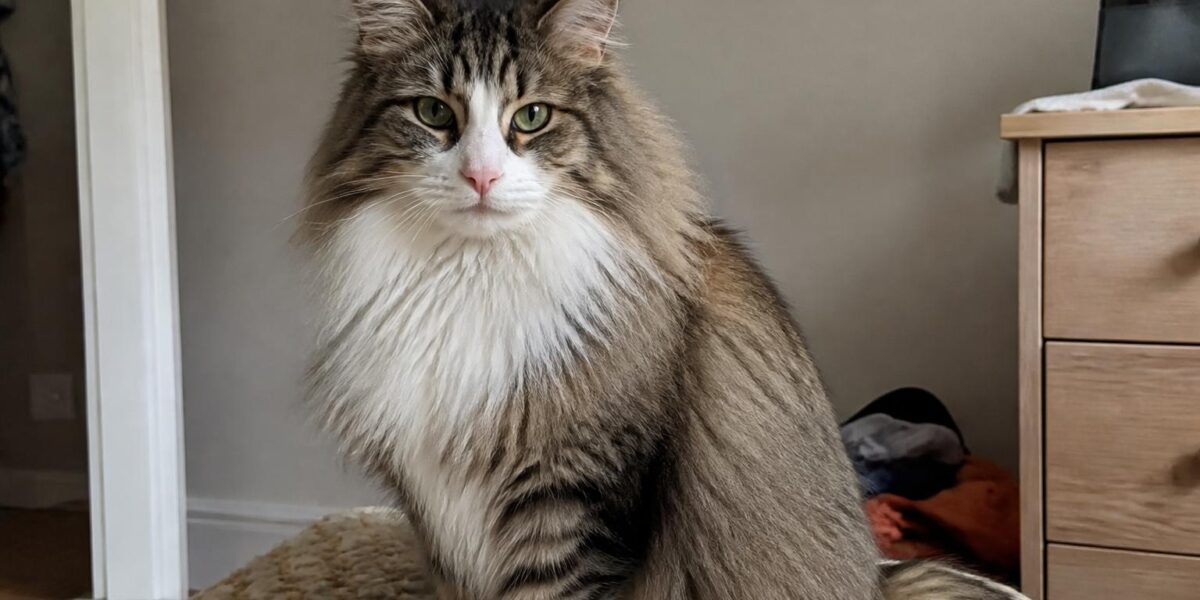 Norwegian Forest Cat Breed Profile: The Majestic Viking Cat