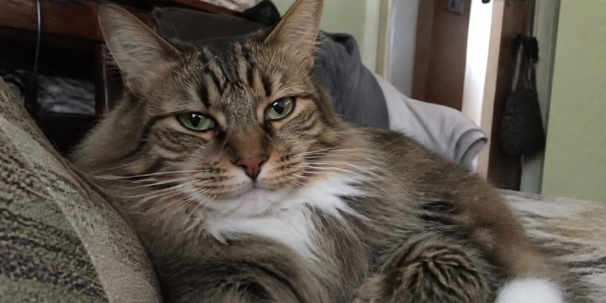 Norwegian Forest Cat Care Guide: Coat, Exercise, and Climate