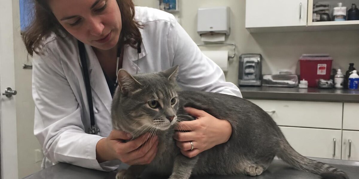 Oral Squamous Cell Carcinoma in Cats: Sublingual Tumor Treat