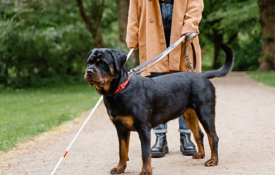 A visually impaired person walking with a guide Rottweiler on a park pathway.