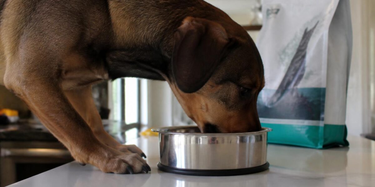 Orijen Dog Food Review: Honest Pros and Cons