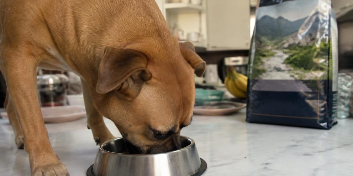 Orijen vs Acana Dog Food: Champion Petfoods Comparison