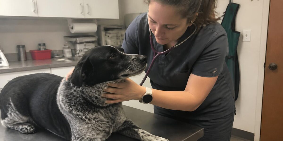 Osteosarcoma in Dogs: Bone Cancer Diagnosis and Treatment Op