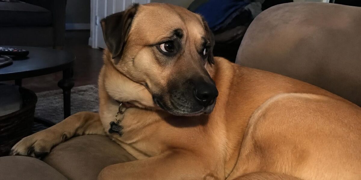 Owner-Surrender Rescue: Why People Use This Path