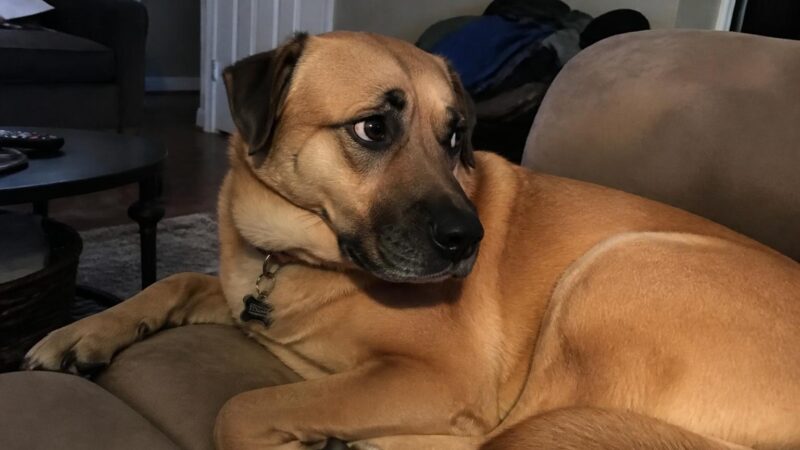 Owner-Surrender Rescue: Why People Use This Path