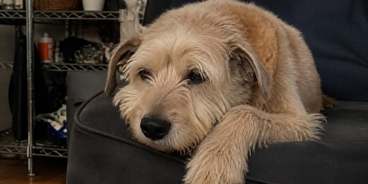 Paraneoplastic Syndromes in Pets