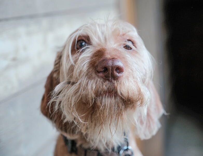 Heartwarming close-up of a wirehaired dog with captivating eyes and soft expression.