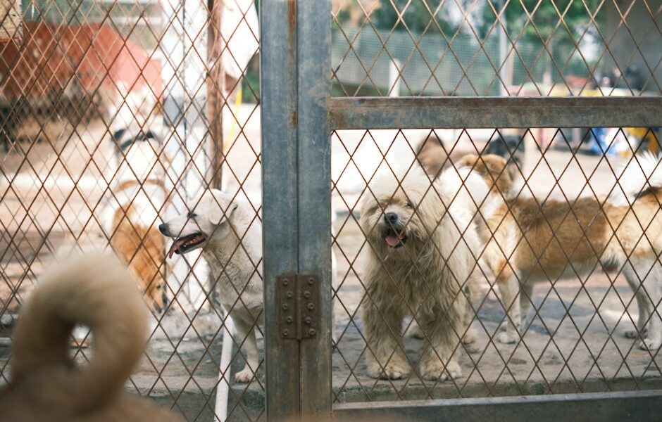 A group of happy dogs standing behind a fence in an animal shelter yard.