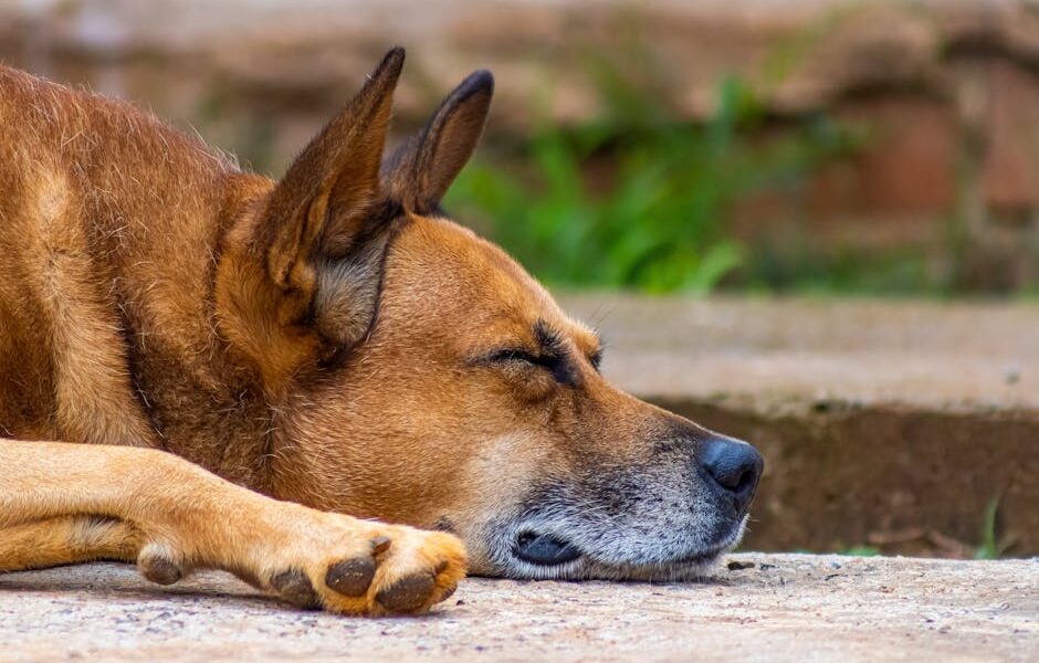 A peaceful close-up of a dog sleeping on the ground, showcasing relaxation.