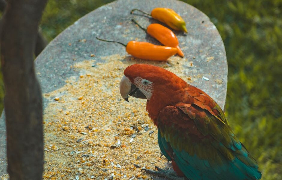 Colorful macaw perched on surface with scattered grains and chili peppers.