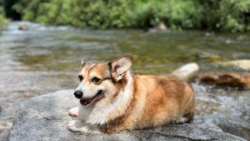 Corgi dog resting on a stone near a flowing river in a serene outdoor setting.