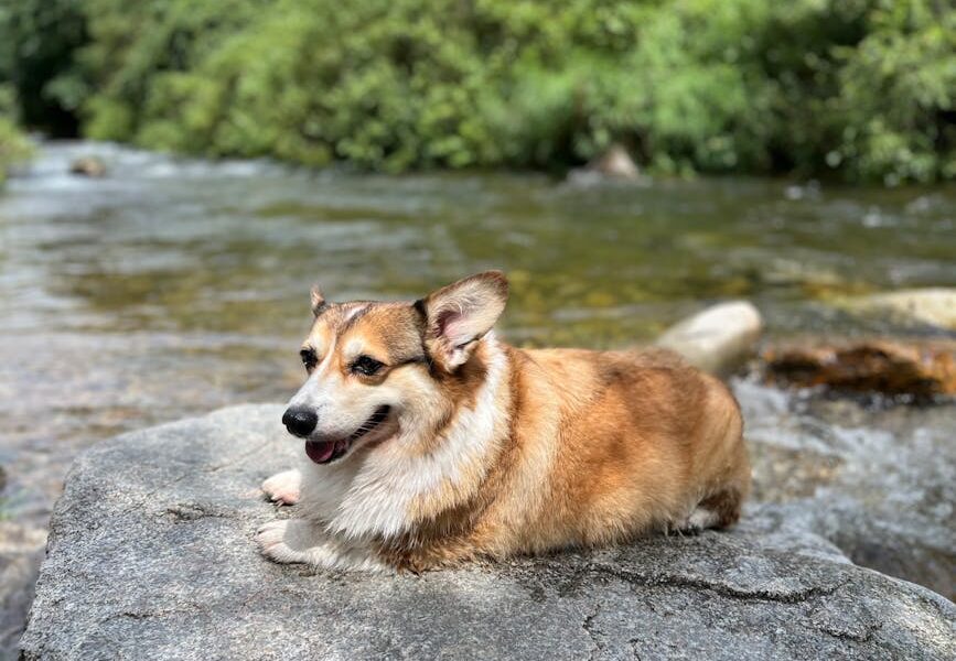 Corgi dog resting on a stone near a flowing river in a serene outdoor setting.
