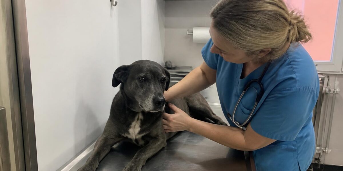 Perianal Fistula in Dogs: German Shepherd Anal Furunculosis