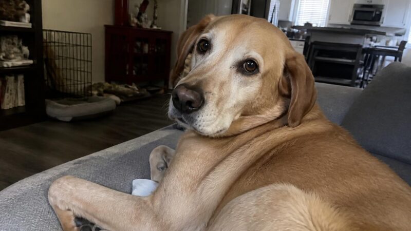Pet Adoption Process Explained: What to Expect From Start to Finish