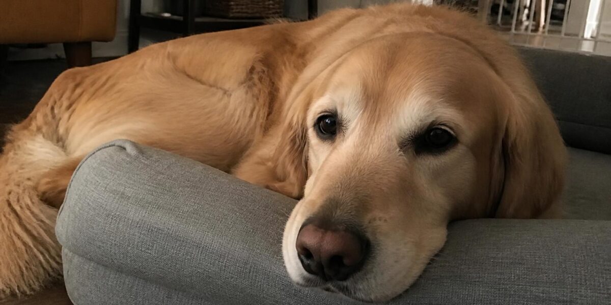 Pet Adoption Red Flags: What to Watch For Before You Commit