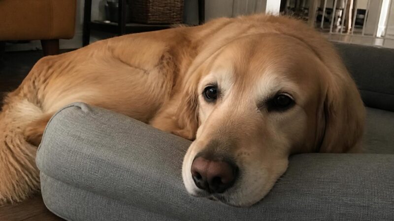 Pet Adoption Red Flags: What to Watch For Before You Commit