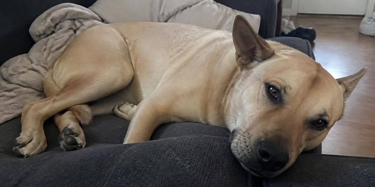 Walk Me Home: 900 Free Pet Care Articles for Dog & Cat Owners