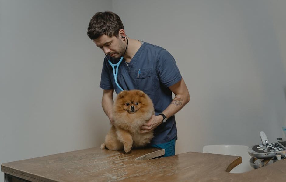 A veterinarian checks a Pomeranian dog using a stethoscope in a clinic setting.