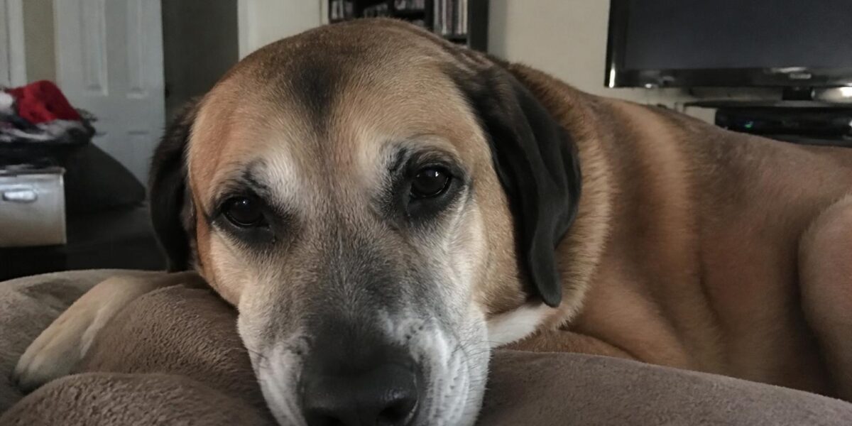 Pet Emergency Fund: How Much to Save