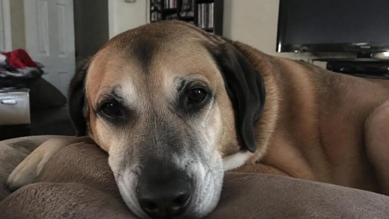 Pet Emergency Fund: How Much to Save