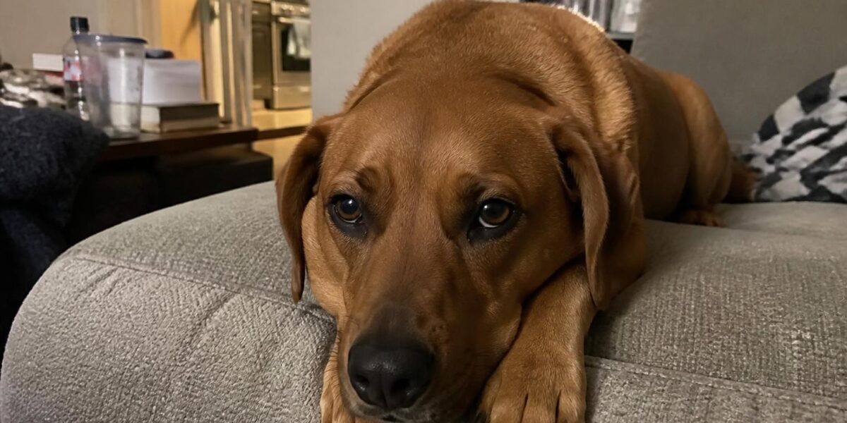 Pet Hospice Care: Comfort Care for Terminal Pets