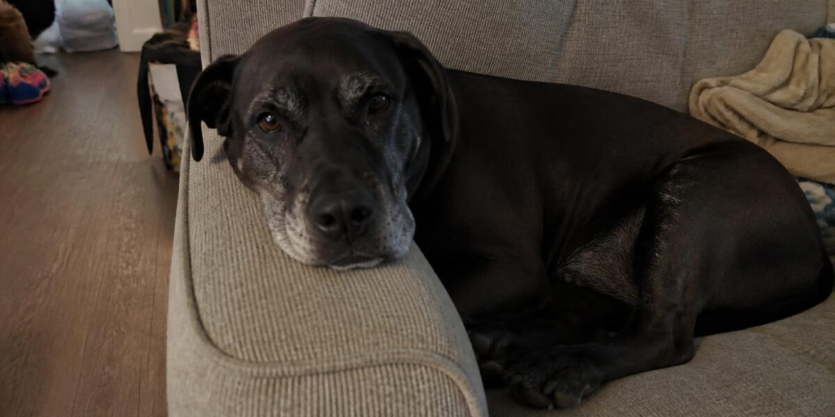 Pet Memorial Services in Singapore: Honoring a Beloved Companion