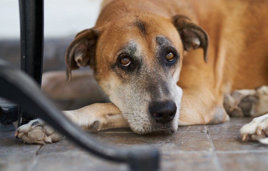 Close-up of a brown dog lounging on a tile floor, gazing intently.
