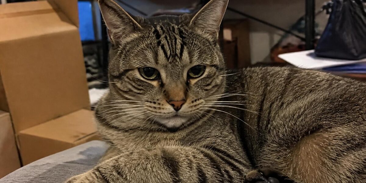 Pet Relocation to Singapore: Complete Arrival Process