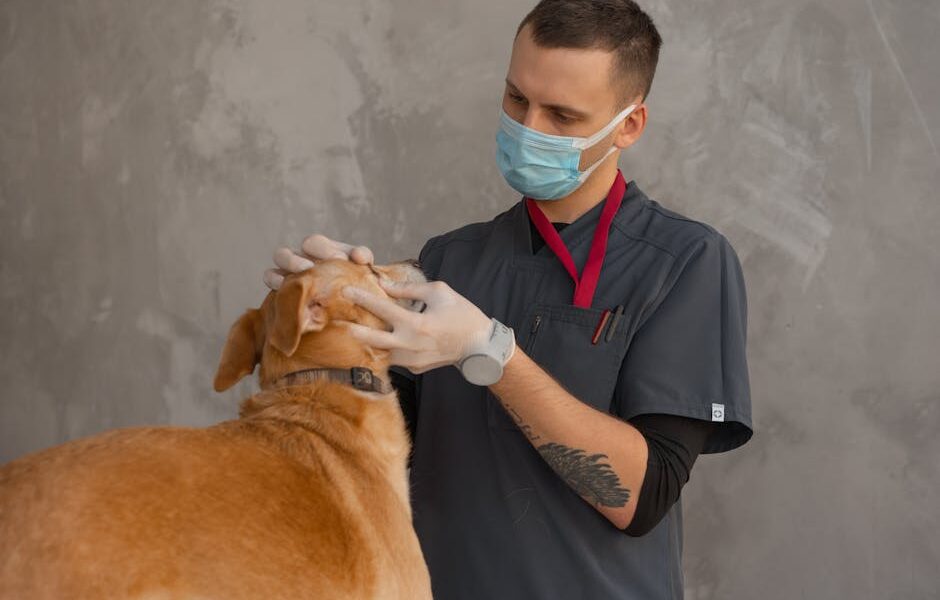 A professional veterinarian in mask examines a dog indoors during a checkup.