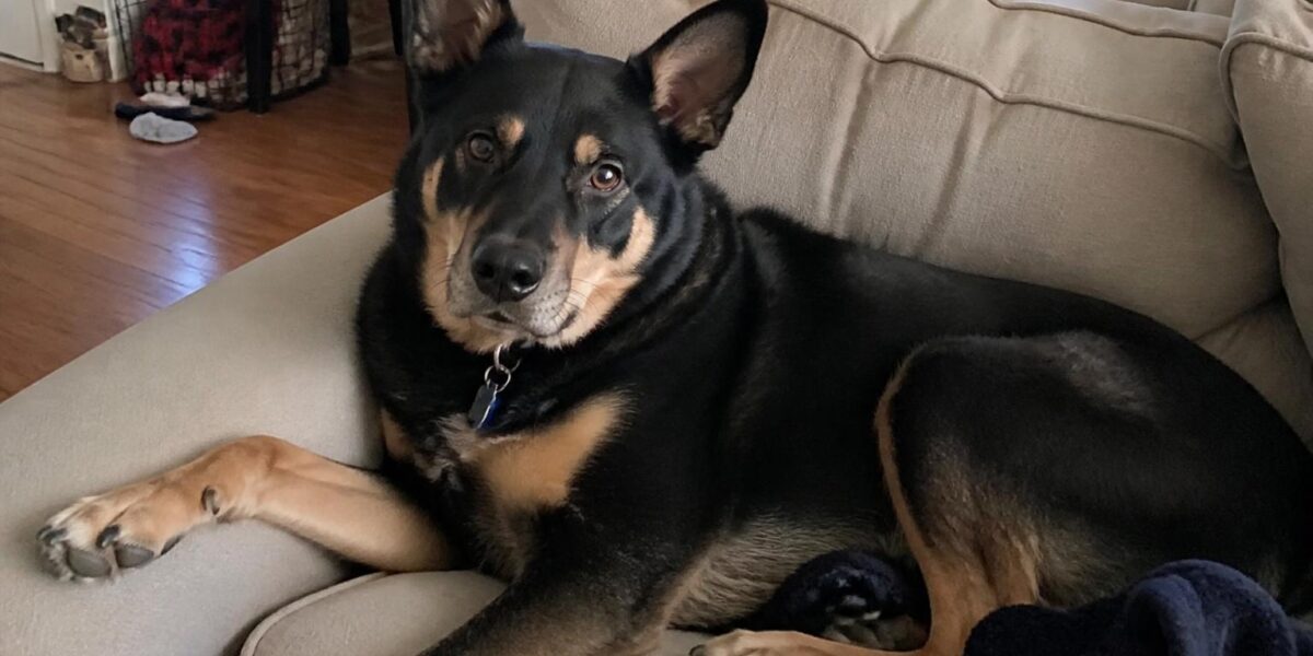 Petfinder vs Adopt-a-Pet: Using Rescue Databases