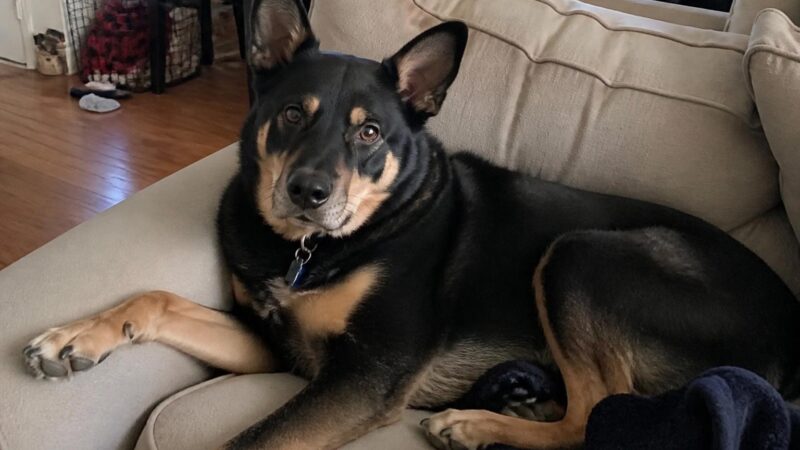 Petfinder vs Adopt-a-Pet: Using Rescue Databases