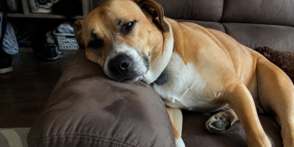 Pit Bull Rescues: Finding a Reputable One Near You