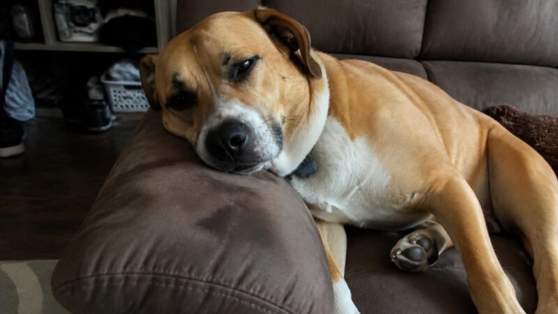 Pit Bull Rescues: Finding a Reputable One Near You