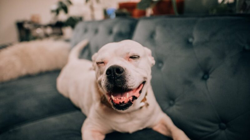 Adorable dog lounging on a couch with a joyful expression indoors.