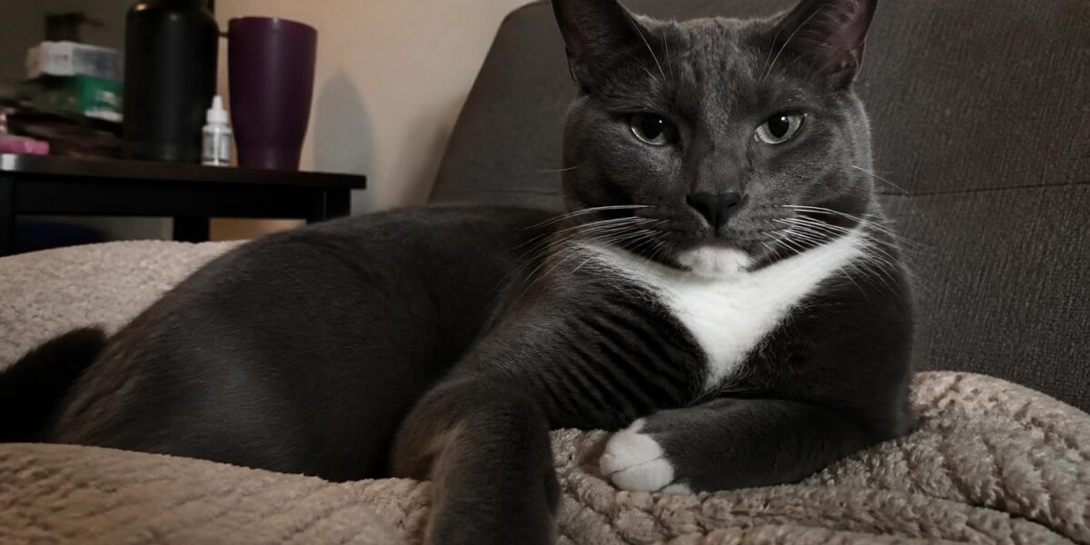Polydactyl Cats: Breeds Most Likely to Have Extra Toes
