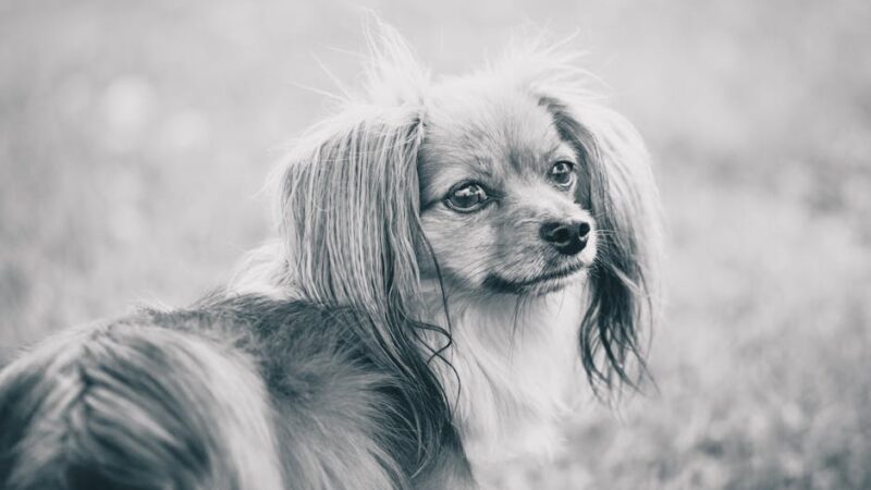 Captivating black and white portrait of a Papillon dog sitting outdoors, radiating elegance and charm.