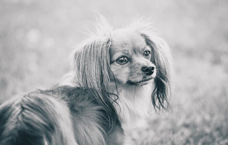 Captivating black and white portrait of a Papillon dog sitting outdoors, radiating elegance and charm.