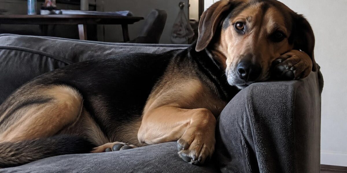 Post-Adoption Check-In Protocol: A Rescue Operational Guide