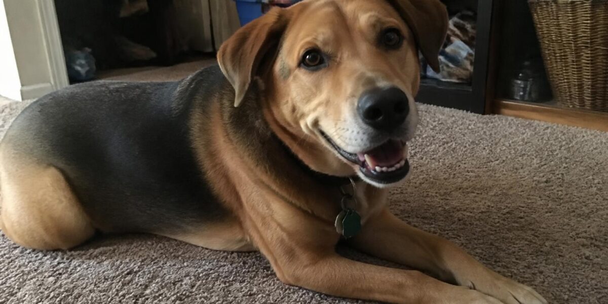Post-Amputation Care for a Newly Adopted Dog