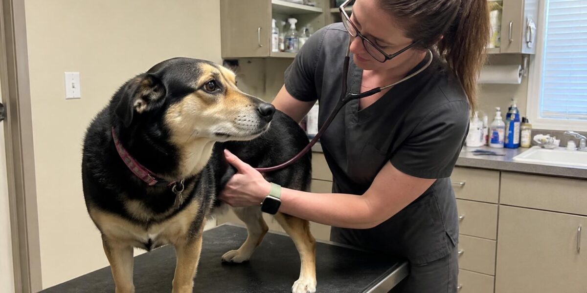 Predatory Behavior in Dogs: Drive Management and Safety Trai