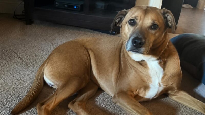 Pregnant and Nursing Mom Rescues: A Rare Specialty