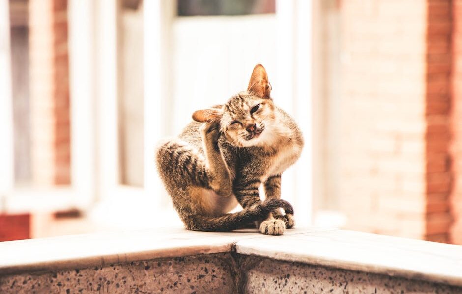 Adorable tabby cat sitting and scratching on a sunny day in Kathmandu.