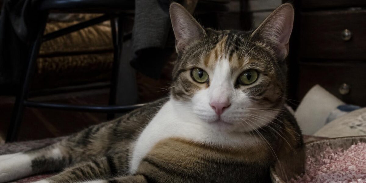 Professional Cat Grooming Cost: When You Need a Pro