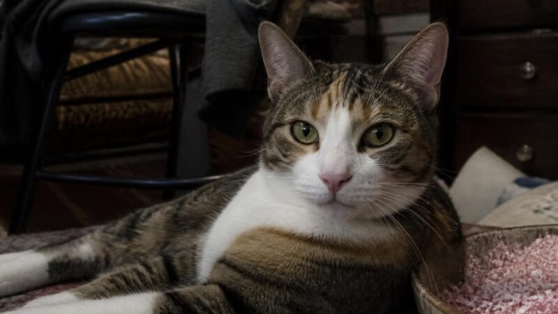 Professional Cat Grooming Cost: When You Need a Pro