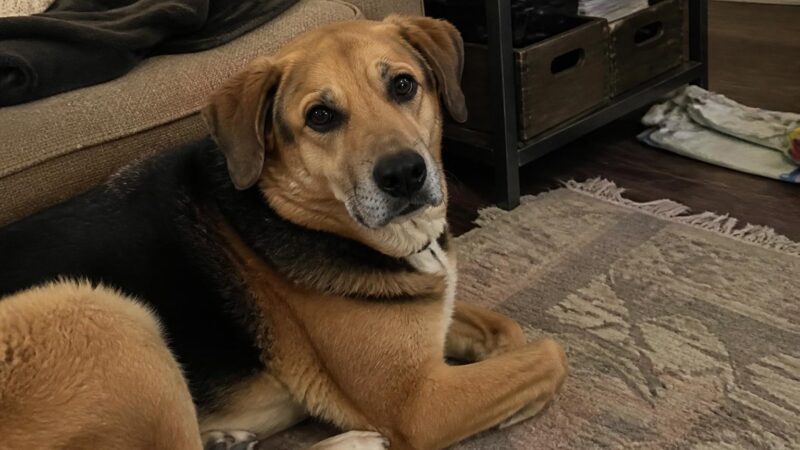 Professional Dog Training Cost: Group Private and Board-and-Train