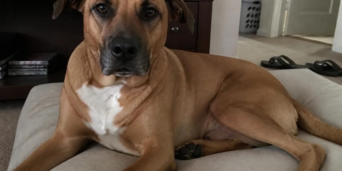 Project ADORE Singapore: Adopting Local Mongrels in HDB Flats